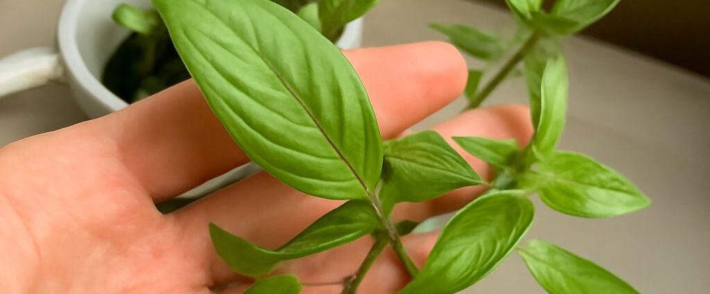 Thai-style basil plants, their fragrant leaves, cooking uses, storage, and substitutes for sweet basil.