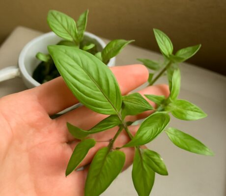 Thai-style basil plants, their fragrant leaves, cooking uses, storage, and substitutes for sweet basil.