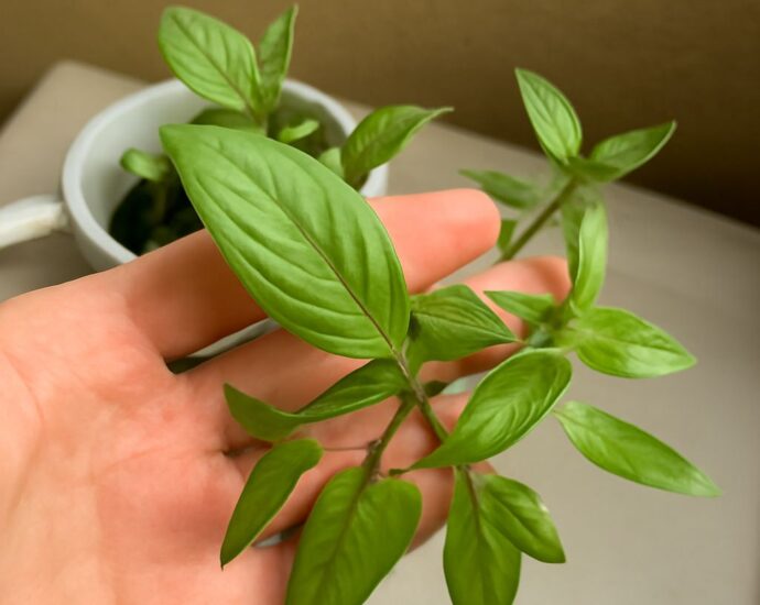 Thai-style basil plants, their fragrant leaves, cooking uses, storage, and substitutes for sweet basil.