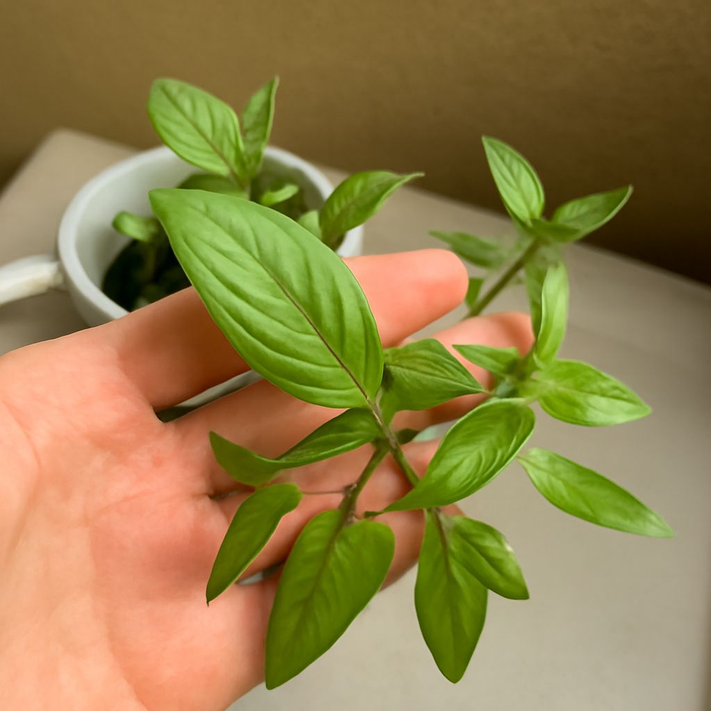 Thai-style basil plants, their fragrant leaves, cooking uses, storage, and substitutes for sweet basil.